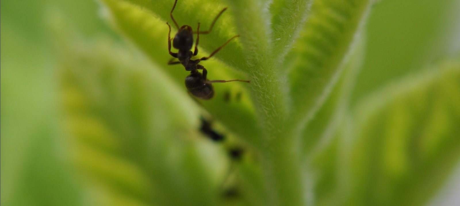 Ameisen